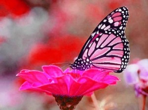 Image result for hoa bươm bướm images